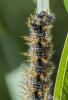230751 – Photo : pierre juliand – France (07)